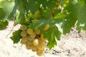 Hrvatska vina su pravo enološko otkriće