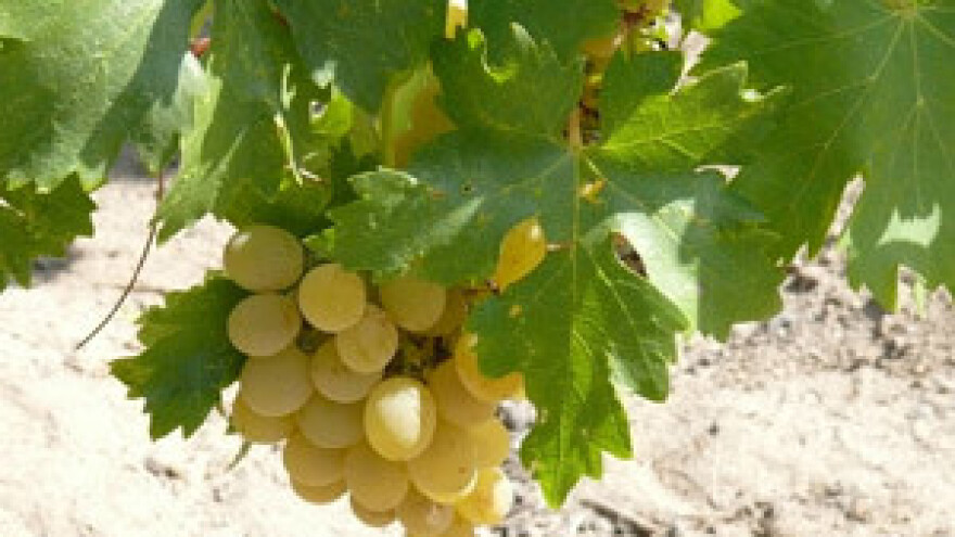 Hrvatska vina su pravo enološko otkriće