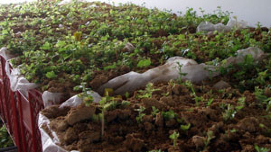 Domaći lozni cijepovi poželjni među vinogradarima