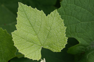 Gospodarski sajam VINO-KAP 2011.