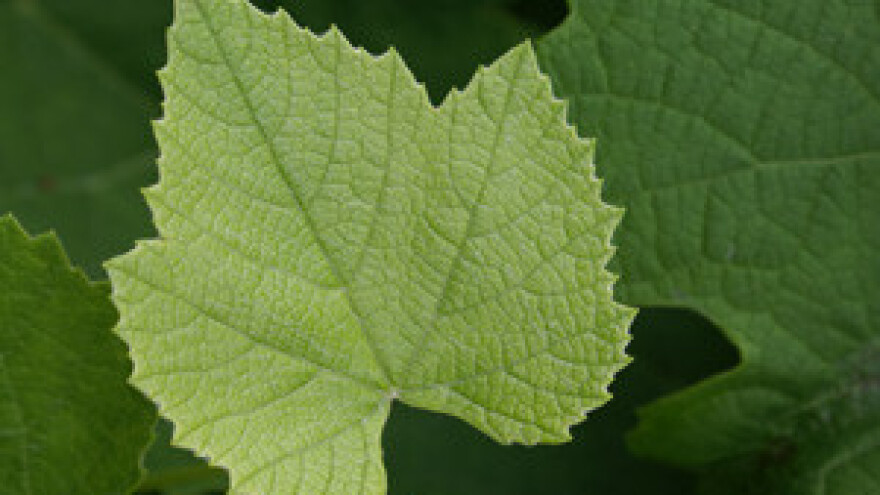 Gospodarski sajam VINO-KAP 2011.