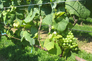 Registrirano 34.000 hektara vinograda, a u EU nema sadnje novih