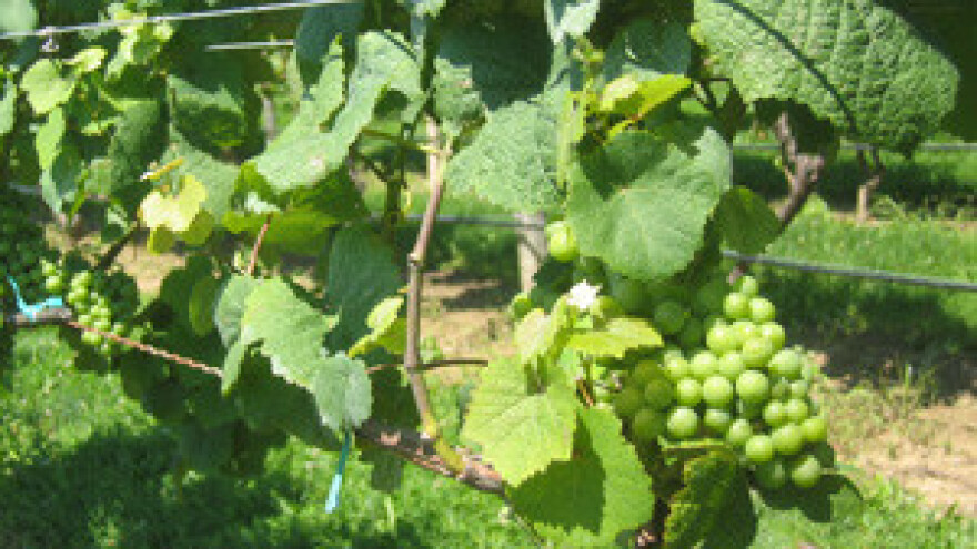 Registrirano 34.000 hektara vinograda, a u EU nema sadnje novih