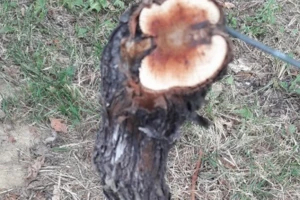 Eska izaziva sušenje vinove loze