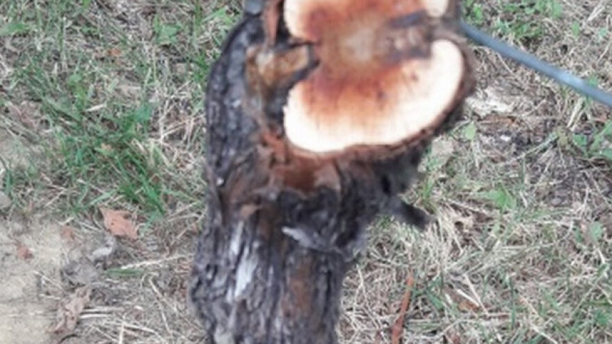 Eska izaziva sušenje vinove loze