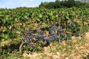 Preventivne mjere u zaštiti vinove loze