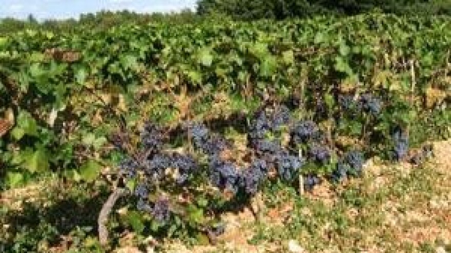 Preventivne mjere u zaštiti vinove loze