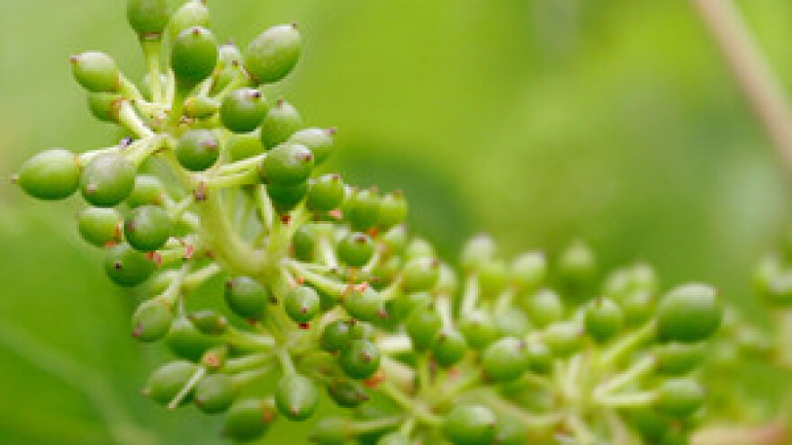 Učinkovito suzbijanje plamenjače i crne pjegavosti vinove loze