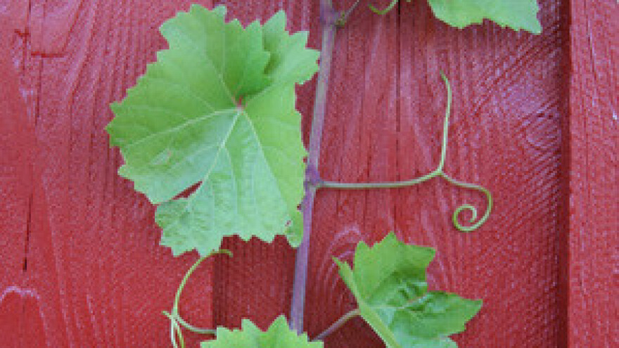 Ernest Tolj: Hrvatska vina su svjetska vrijednost, i Obama pije dingača