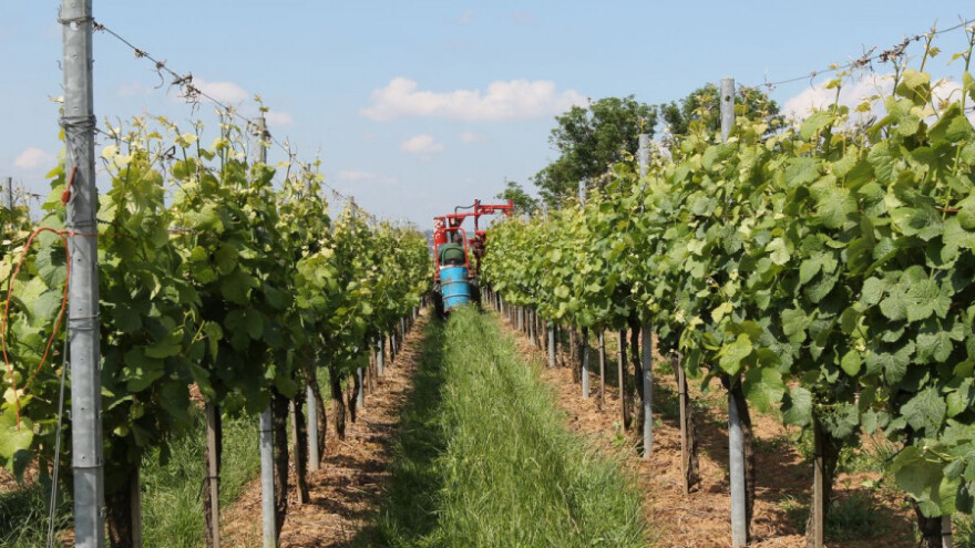 Akcijski plan suzbijanja Zlatne žutice vinove loze!