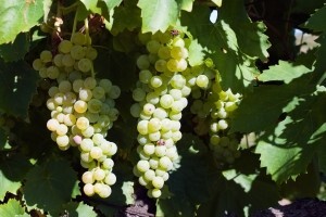 Rusi bi kupili vinograde i vinarije u okolici Batine