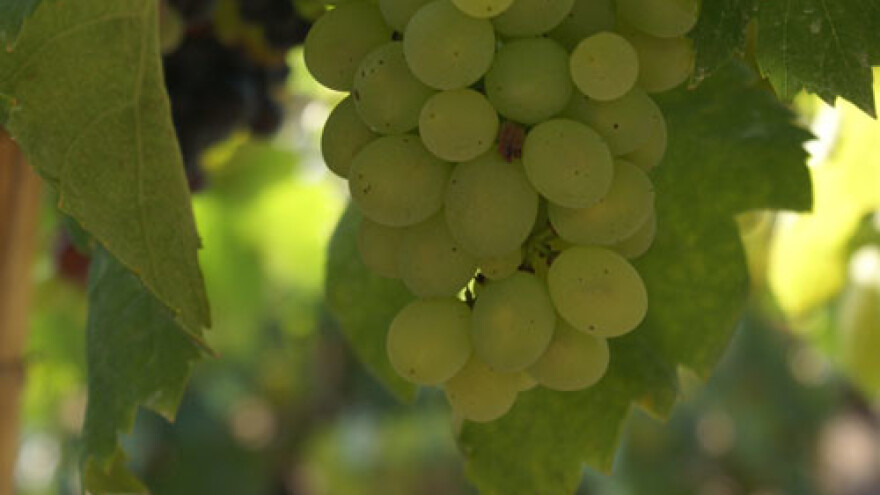 Svjetski kongres vinogradarstva i vinarstva