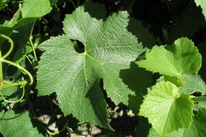 Povijest hrvatskog vinogradarstva