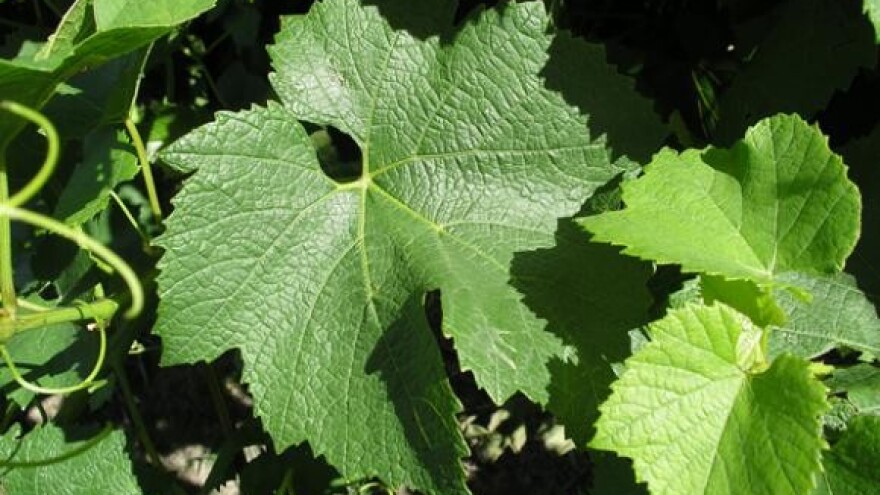 Povijest hrvatskog vinogradarstva