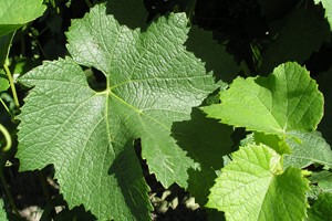Mirni prosvjed vinogradara
