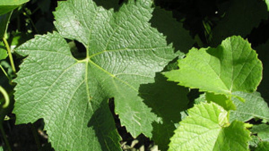 Mirni prosvjed vinogradara