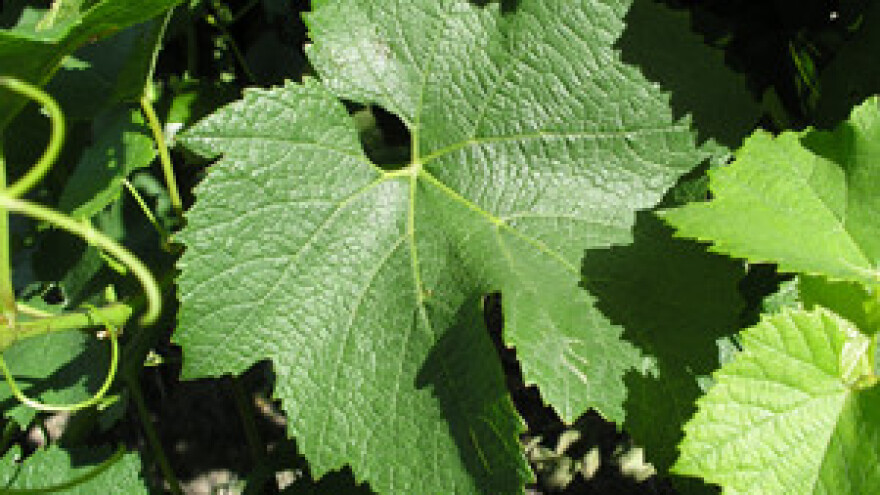 "Dalmacijavino" na burzi