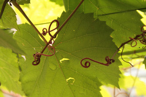 Vinkovo 2011. u Stankovcima