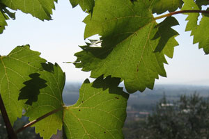 Međimurska vinogradarska priča