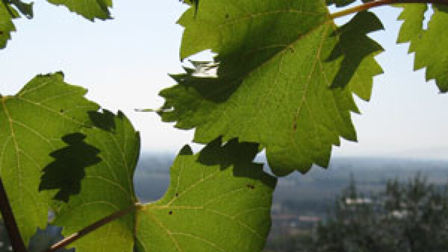 Međimurska vinogradarska priča