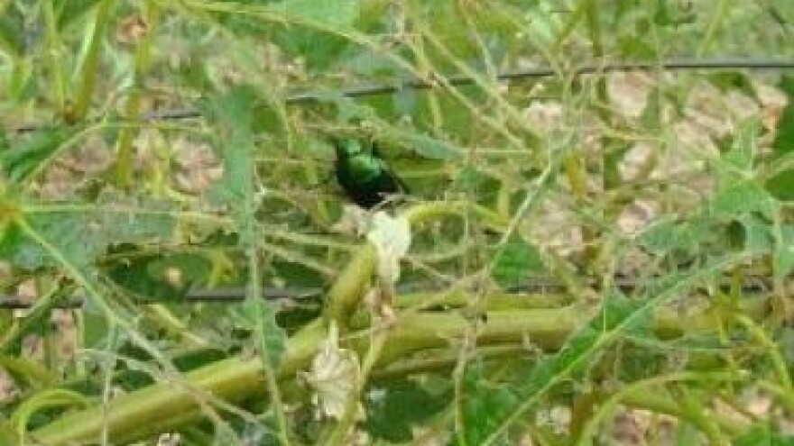 Značajna pojava lozinog zlatara u Dalmaciji