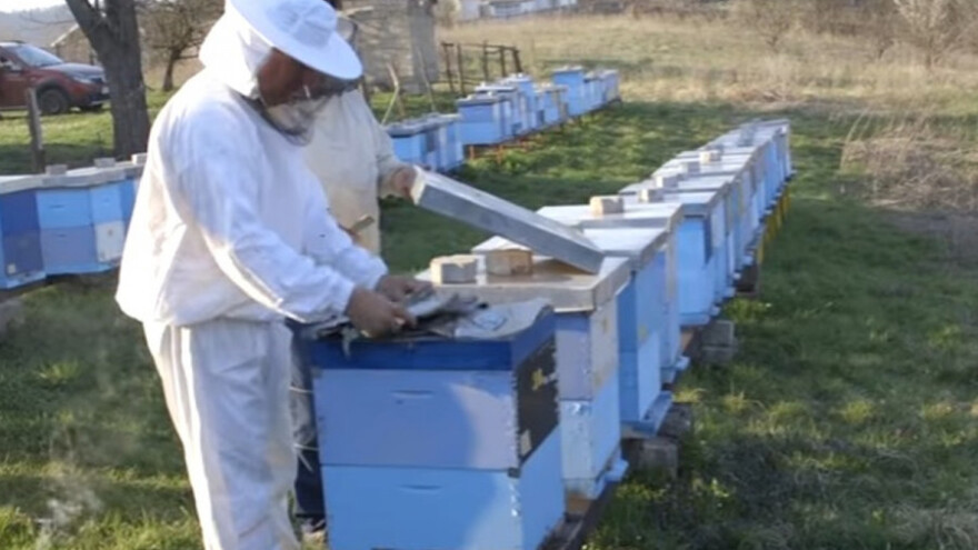 Zbog polena, selidba do Mađarske