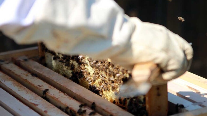 Postoji li bolje mjesto za boravak u vrijeme pandemije od pčelinjaka?