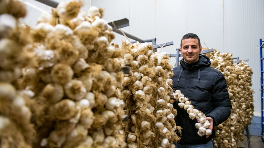 Kako je hercegovački bijeli luk osvojio tržište - isplativo ulaganje?