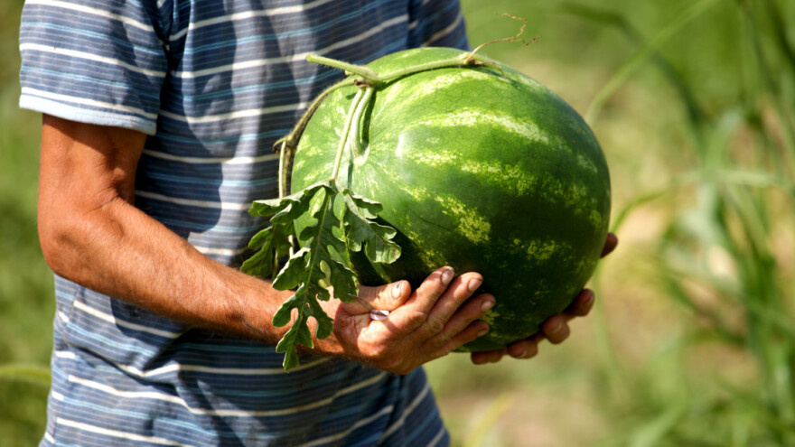 Vječito pitanje: Po čemu znati da je lubenica zrela?