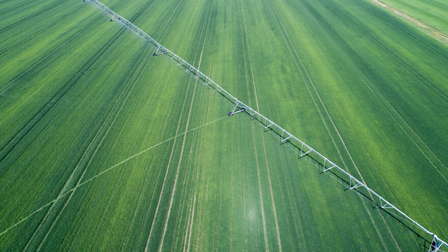 U martu prva žetva pšenice u pustinji UAE