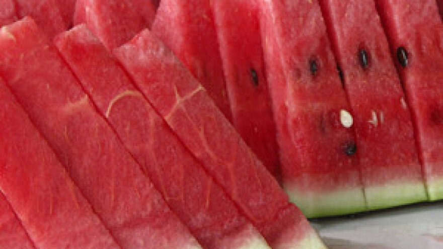 Počela berba lubenica