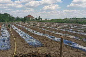 Od ratarstva i povrtarstva do proizvodnje briketa - šta se isplati?