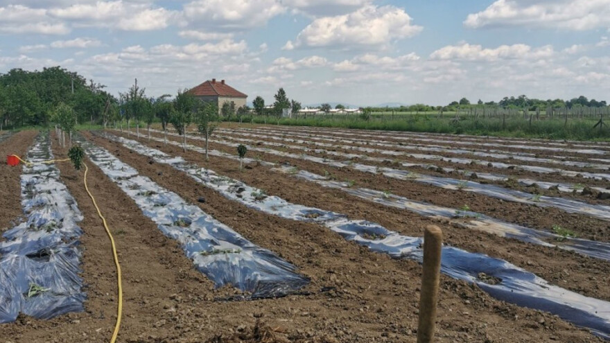 Od ratarstva i povrtarstva do proizvodnje briketa - šta se isplati?