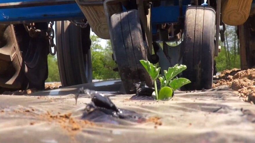 Obitelj Hruška krenula u sadnju lubenica: Od moguće hladnoće štite ih agrarnim platnom
