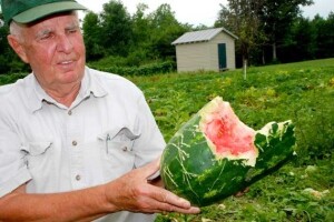 Proizvođači s lubenicama muku muče!