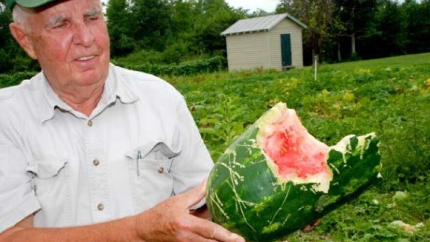 Proizvođači s lubenicama muku muče!