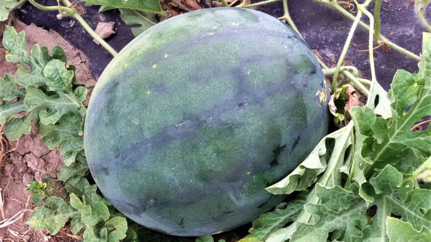 Velika količina padavina štetila uzgoju lubenica