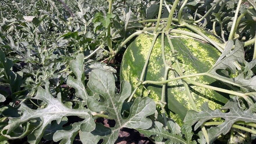 Šašinci: Stigle sremačke lubenice