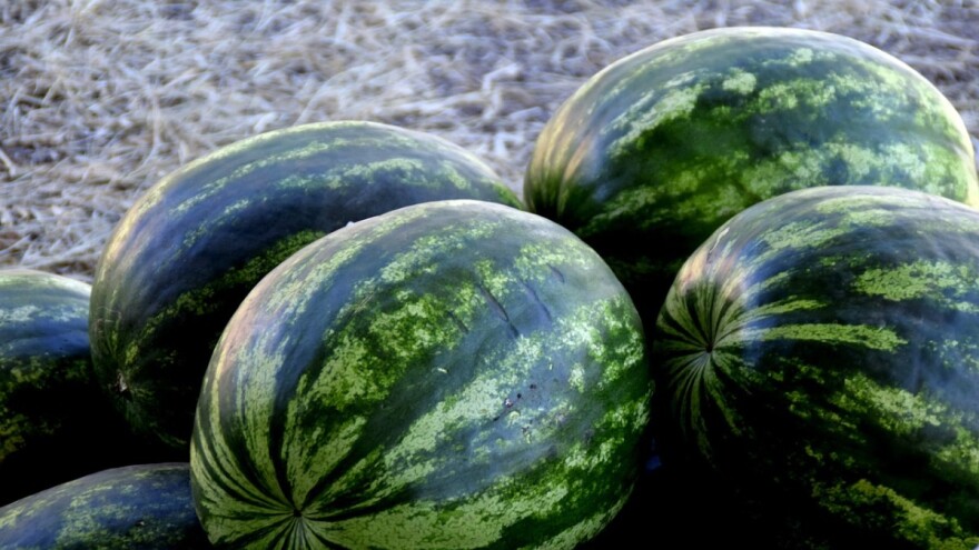 Mogla bi porasti cijena lubenice jer pristižu kasni rod i kvalitetniji plodovi