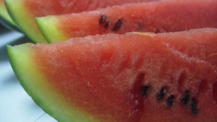 Usprkos lošem vremenu, lubenice dobro rodile