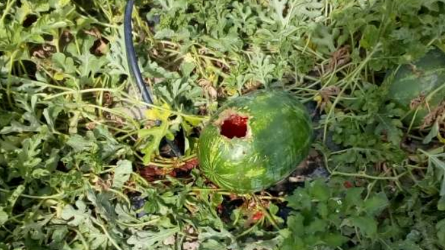 Napad noću: Jazavci se slade neretvanskim lubenicama?