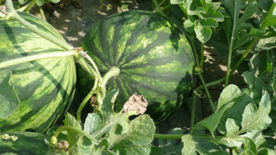 Pravilnim đubrenjem lubenice do visokih i zdravih prinosa