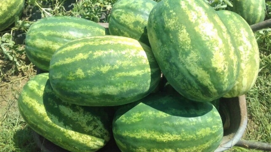 Savjeti u uzgoju lubenica: Poželjno je dublje oranje i đubrenje stajnjakom