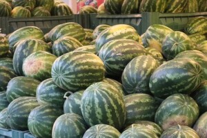 Zašto uvozimo strani, a naš svjež bostan propada?