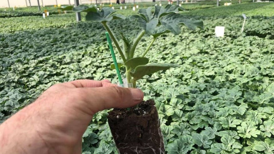 Ugrožen izvoz poljoprivrednih presadnica - prvenstveno lubenice?