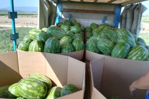 Neretvanska dolina apsurda: Lubenica nikad bolja, cijena nikad gora