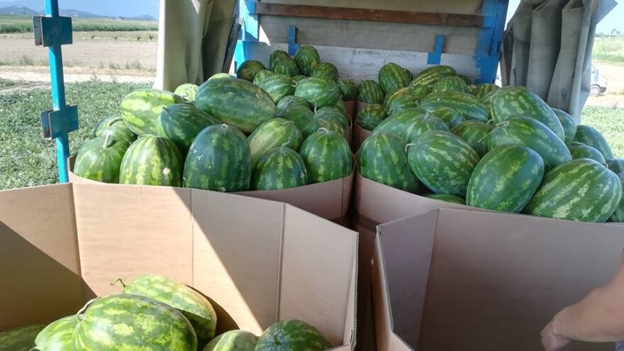 Neretvanska dolina apsurda: Lubenica nikad bolja, cijena nikad gora