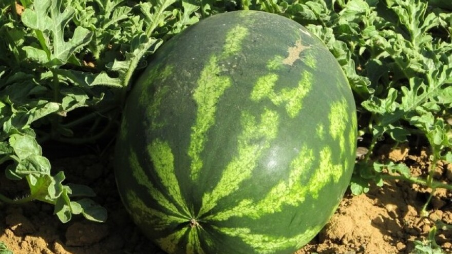 Koliko je zahtevna proizvodnja lubenica?