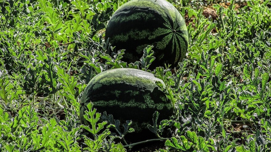 Lubenicu plaćaju više od 78.000 dinara, a ni grožđe ni trešnje nisu im jeftini