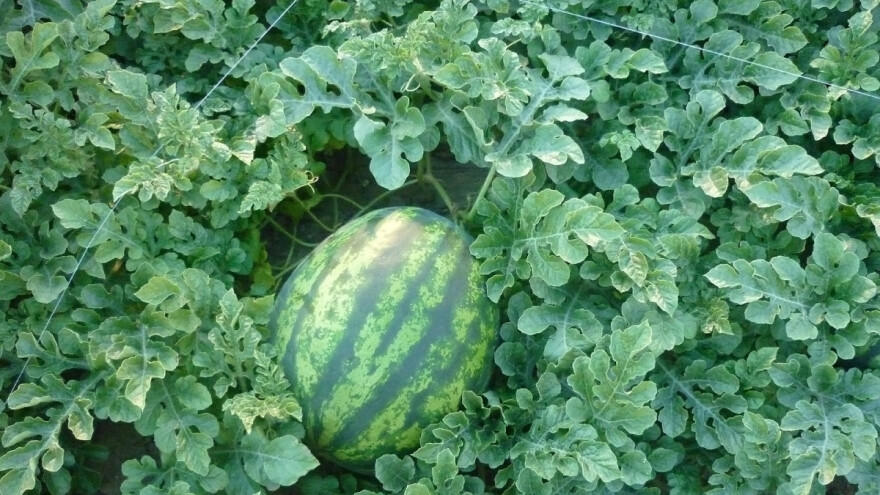 Neretvanski poljoprivrednici i dalje čekaju "nizozemsko" rješenje: Prinosi zbog slane vode značajno umanjeni!